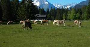  Pferde - Mündung Schwarzwassertal - Willi Weißensteiner